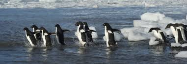 The ross sea mpa was a joint initiative of the. Oceanwide Expeditions Supports Decision To Make Ross Sea A Marine Protected Area Travel Agent Central