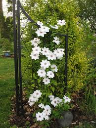 Image result for Clematis commutata