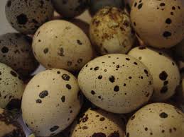Pin On Quail Coturnix Bobwhite