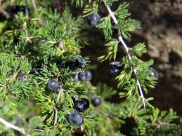 Image result for Asparagus suaveolens