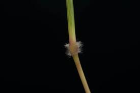 Image result for Dichanthium aristatum