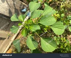 Image result for Acalypha fruticosa
