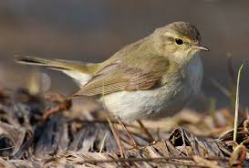 Die 30 Haufigsten Gartenvogel Lbv Gemeinsam Bayerns Natur Schutzen Lbv In 2020 Vogel Bestimmen Vogel Im Garten Garten Anpflanzen