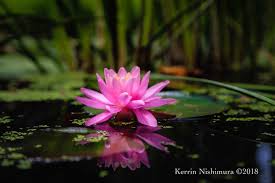 Check spelling or type a new query. Lotus Lilies Friends Of Kenilworth Aquatic Gardens