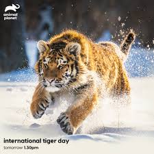 The tiger is the national animal of india and it has been affected by wildlife trade, human wildlife conflict and habitat loss.the current population of tigers in. Ojf Agdnvgirnm