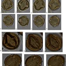 Image result for Sarcophrynium brachystachyum