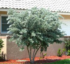Image result for Conocarpus erectus