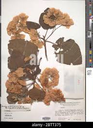 Image result for Dombeya torrida