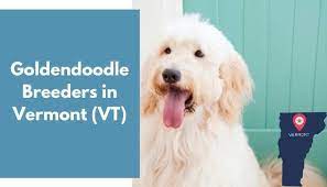 By working with committed fosters, volunteers, supporters, adopters, veterinarians, and trainers both in vermont and in the south, we rescue, nurture, provide medical care, housing, and. 5 Goldendoodle Breeders In Vermont Vt Goldendoodle Puppies For Sale Animalfate