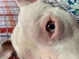 My Dog Has One Eye That Is 2 Colors Half Blue White And Half Hazel The Other Eye Is Hazel She Isnt Blind Dogp Cute Dogs Images Cute Puppies Images Your Dog