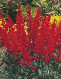 May 29, 2020 · we've rounded up the best perennial flowers and plants to grow this year — and all the years following — complete with their zone requirements, sunlight needs, and optimal blooming times. 43 Plants Ideas Plants Garden Plants Perennials