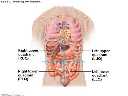 The abdomen can be divided into nine anatomical regions and four quadrants. Figure 1 1 Surface Anatomy Cephalic Otic Occipital