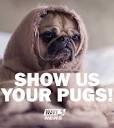 WAVE - GOOOOD MORNING! Especially to the pugs! It's National Pug ...