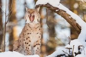Lynx are covered with beautiful thick fur that keeps them warm during frigid winters. Eurasian Lynx Facts National Geographic Kids
