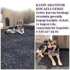 Kayip Araniyor Yer Kocaeli Gebze Haysev Dernegi Hayvan Severler Facebook