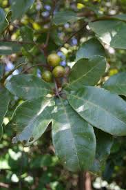Image result for Vitex doniana