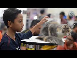 Malaysia cat club or kelab kucing malaysia no 46, jalan dato abdullah yasin, sungai baru, kampung baru, 50300, kuala lumpur mobile: 6 33 Mb Tonton Sebelum Membeli Kucing Comel Maine Coon Cat Breed Terbaik Menjadi Pilihan Keluarga Download Lagu Mp3 Gratis Mp3 Dragon