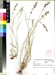 Image result for Agrostis pilgeriana