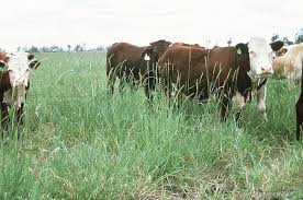 Image result for Setaria incrassata