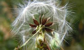 Image result for Lactuca glandulifera