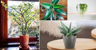 As you can tell from the picture it moves and curves towards bright light. 27 Low Light Succulents That Grow In Dark Balcony Garden Web