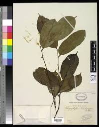 Image result for Chrysophyllum welwitschii