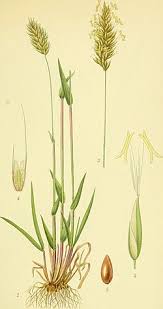 Image result for Anthoxanthum