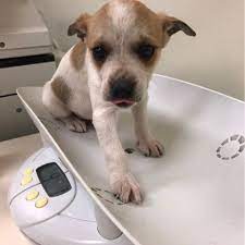 Blair Is An Adoptable Hound Searching For A Forever Family Near Lynchburg Va Use Petfinder To Find Adoptable Pets In Your Area Dog Search Humane Society Pets