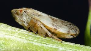 Image result for Philenoptera bussei