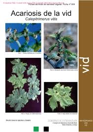 Image result for Calepitrimerus vitis