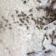 Located in springfield, va, holiday termite & pest control provides quick responses for pest control services throughout northern virginia. Pest Control In Manassas Yelp