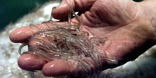 Lorsqu'elle passe de l'océan à l'eau saumâtre et douce, la peau de la civelle est encore transparente. Coups De Filet Chez Les Trafiquants De Civelles Jeunes Anguilles Protegees