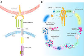 More for star wars® battlefront®: Nanobody A Small Antibody With Big Implications For Tumor Therapeutic Ijn