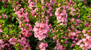 Image result for Angelonia