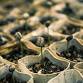A Cutting Garden's Bounty: Planning for Succession event image