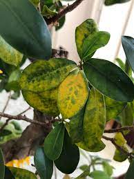 How to care for bonsai trees in leaf shedding ? Ficus Bonsai Leaves Went Yellow Is It From Infection Or Drought Houseplants