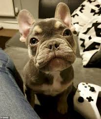 Family Are Left Devastated After Their 2 600 French Bulldog