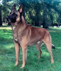 found on bing from senbembankennel blogspot com belgian malinois dog belgian malinois malinois dog