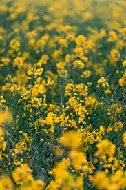 Japanese gardens (日本庭園, nihon teien) are traditional gardens whose designs are accompanied by japanese aesthetics and philosophical ideas, avoid artificial ornamentation, and highlight the natural landscape. Yellow Flower Field During Daytime Photo Free Image On Unsplash