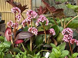 We provide aggregated results from multiple sources and sorted by user interest. 1 500 Varieties Of Hardy Perennials Including Ornamental Grasses Hosta Daylilies Clematis Groundcovers Vines Unusual Shrubs Water Plants