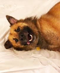Dog For Adoption Babar Bear A German Shepherd Dog Chow Chow Mix In Memphis Tn Petfinder
