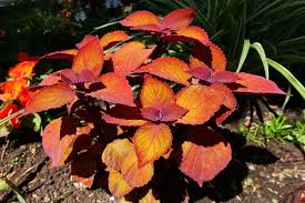 Image result for Coleus alpinus