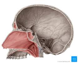 Anatomynote.com found human nasal cavity anatomy from plenty of anatomical pictures on the internet. Nasal Cavity Anatomy Structure Parts Blood Supply Kenhub