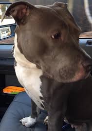 Found Roaming Area Of 99 Restaurant Torrington Animal Control Pitbull Evcil Hayvanlar Kopek