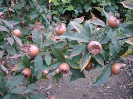 Medlars make attractive trees, with large ornamental flowers in spring, and often attractive leaf colours in autumn. Medlar Mespilus Germanica Hardy Fruit Trees For Orchards Carya Nursery