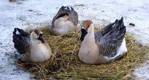 Berikut ini kumpulan contoh gambar yang anda cari, kami sediakan dengan rapi dan baik hanya dengan itu kalian dapat gunakan gambar yang akan kita berikan. Baka Itik Spesies Dan Nama Dengan Gambar Penerangan Yang Terbaik Untuk Pembiakan Rumah