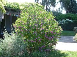 Image result for Polygala arenaria