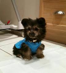 Black And Brown Dog Names Pin By Savannah On Animals Yorkie Mix Brown Dog Names Yorkie Pomeranian Mix