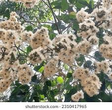 Image result for Eucalyptus torelliana