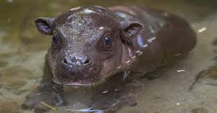 Handler toni inggs helps the tiny hippo bath at the cango wildlife ranch. Baby Pygmy Hippo Born In San Diego Zoo Owl Connected